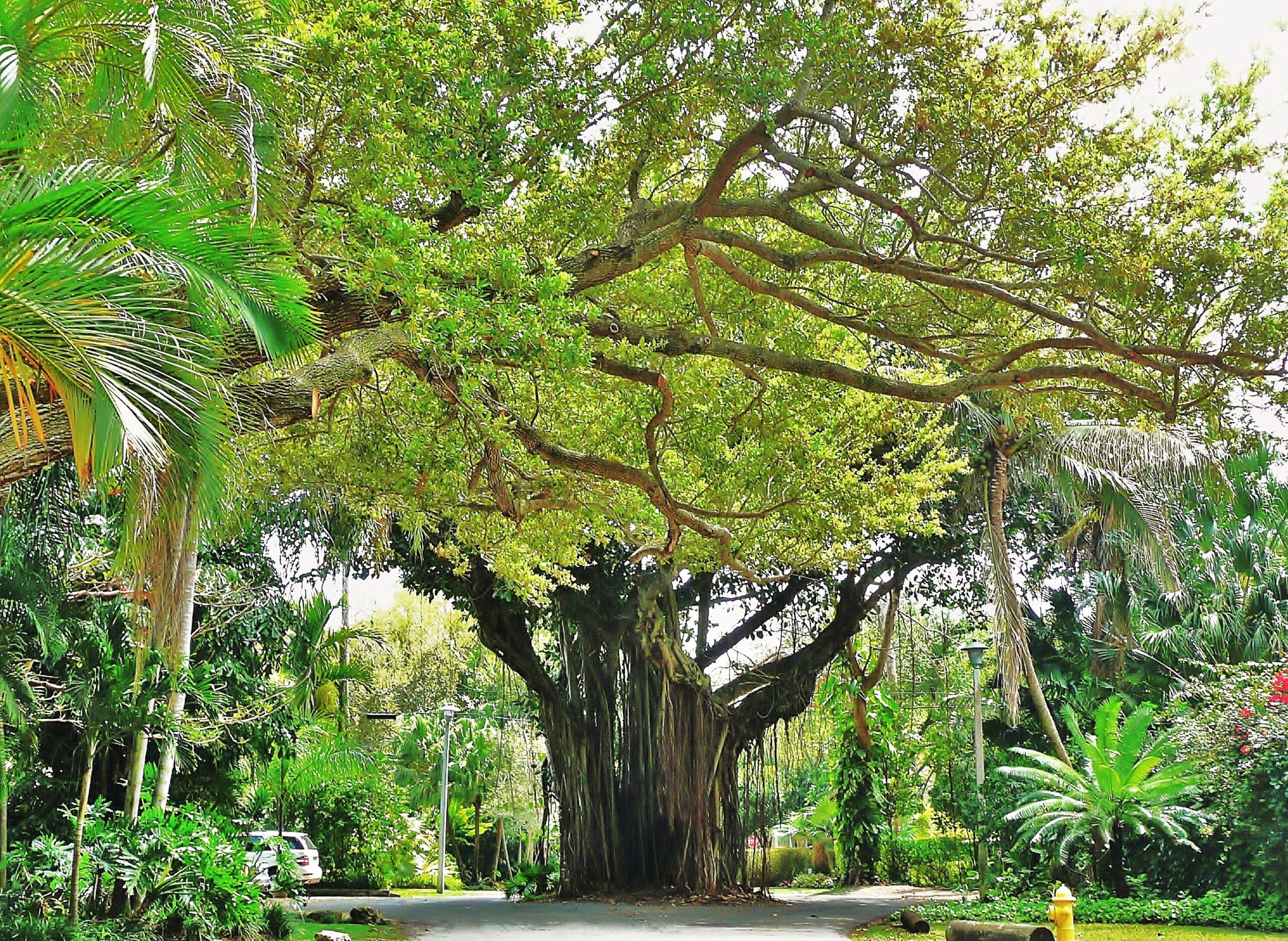 Coral Gables and Coconut Grove Walking Tour