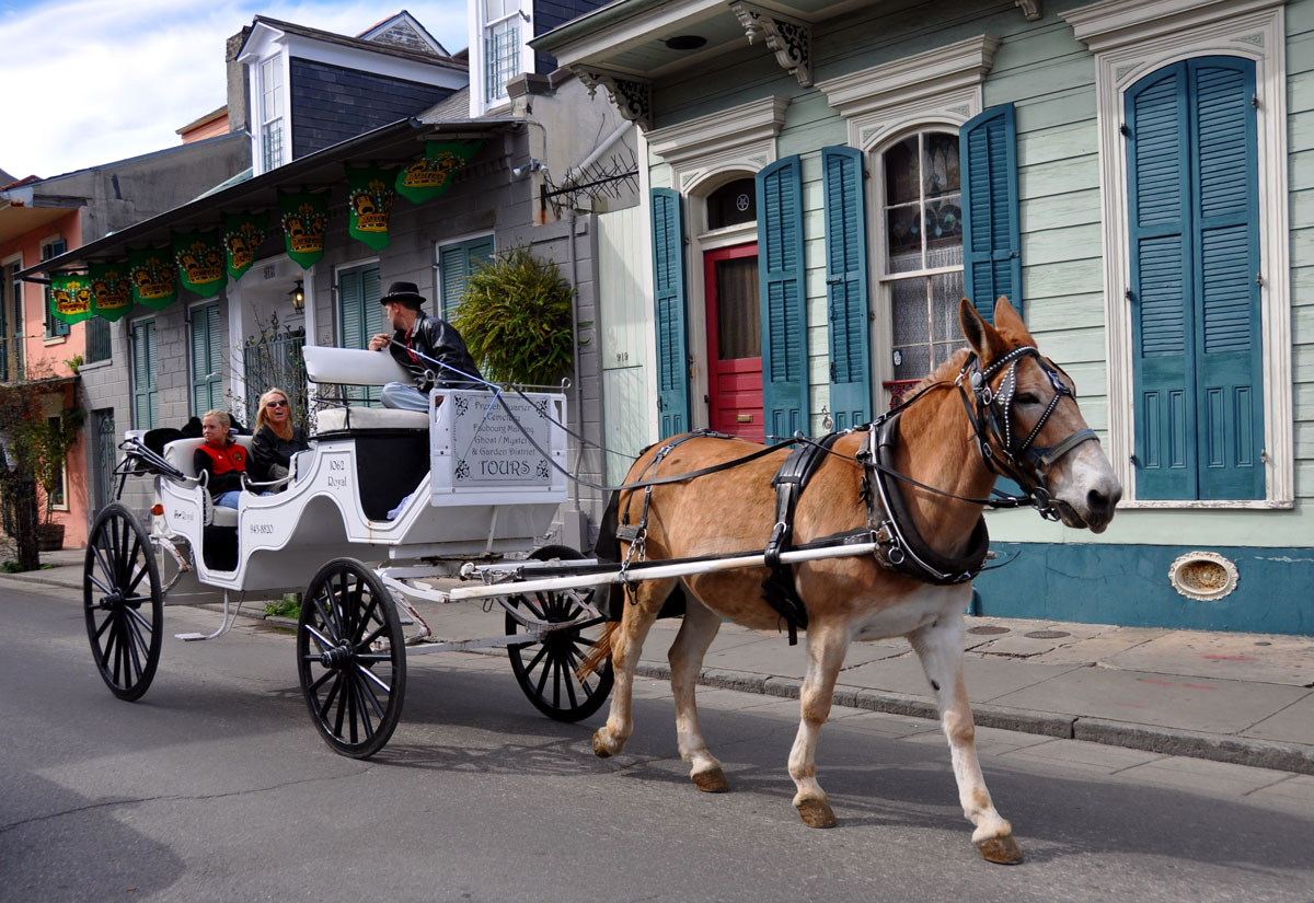 Carriage Ride of New Orleans Past and Present
